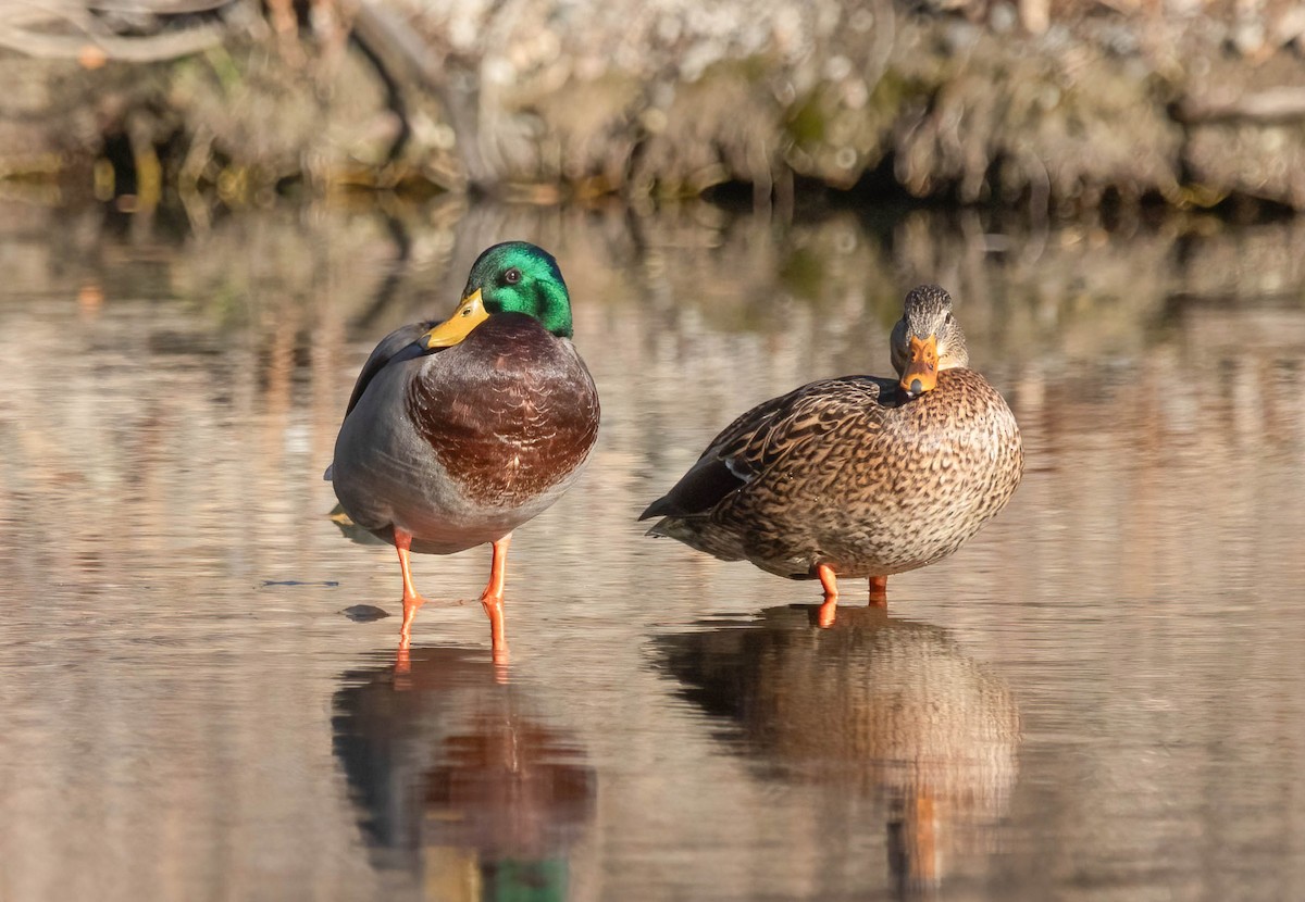 Зэрлэг нугас - ML644589341