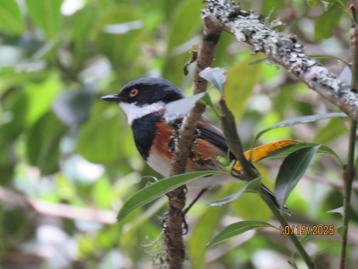 Kapschnäpper - ML644589344