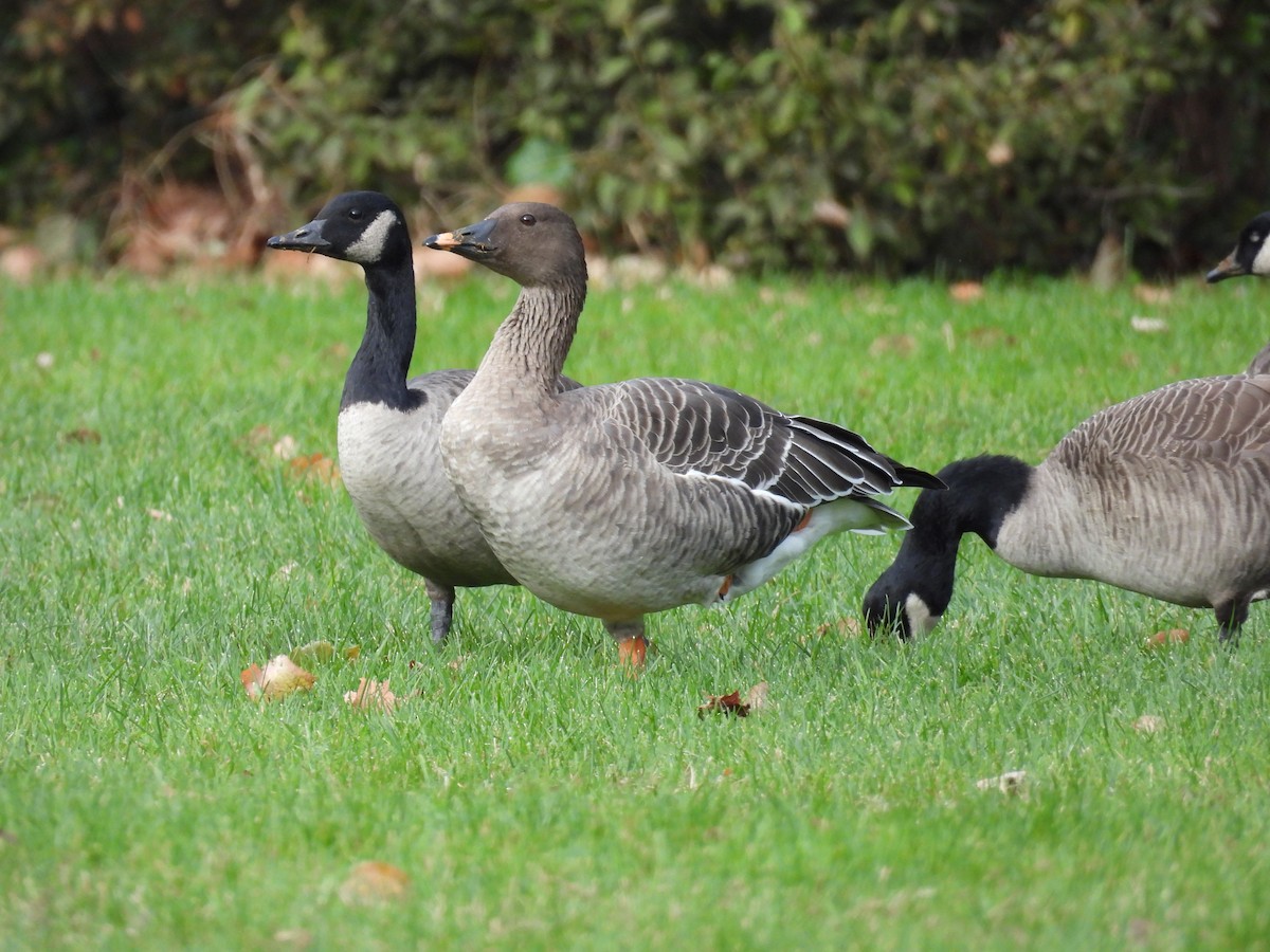 Tundra Bean-Goose - ML644589347