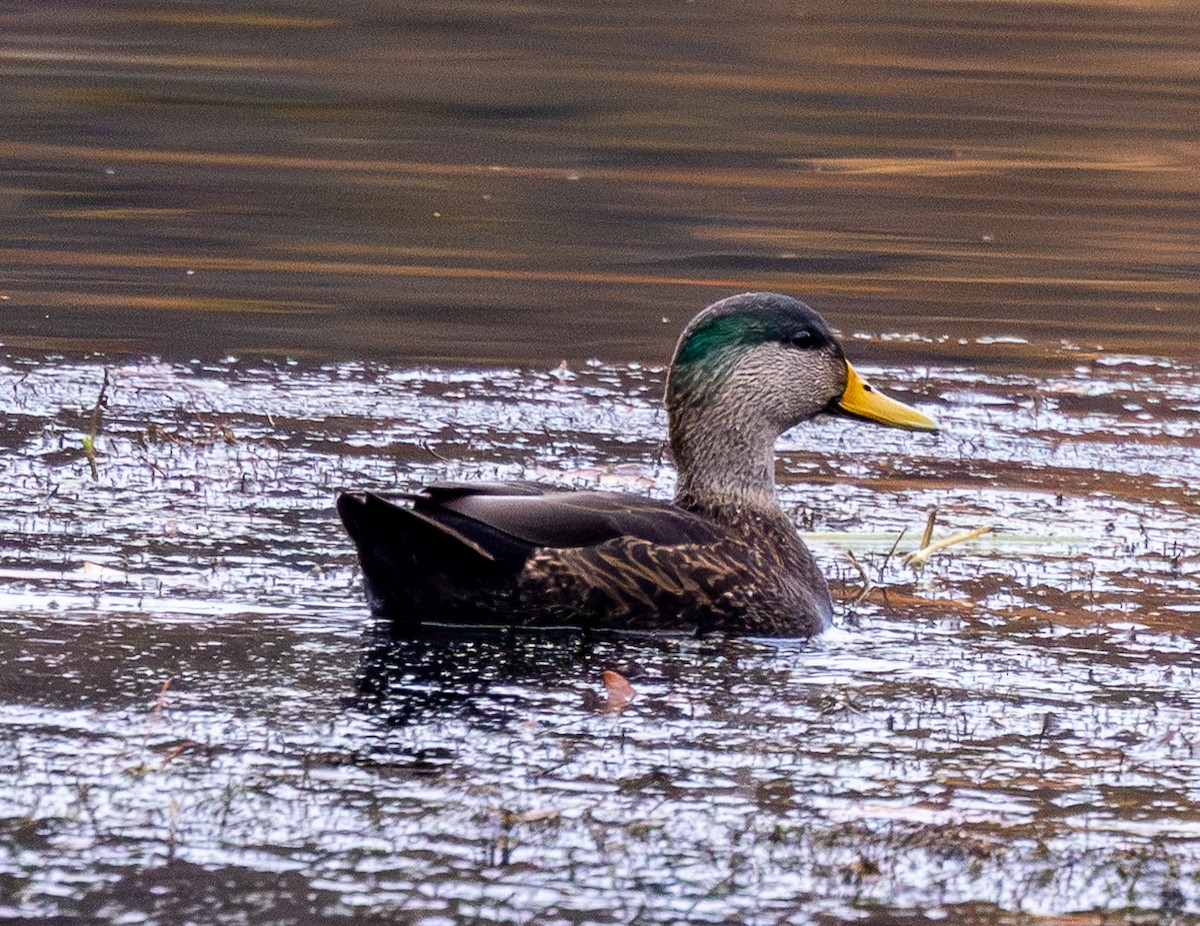 Mallard x American Black Duck (hybrid) - ML644589350