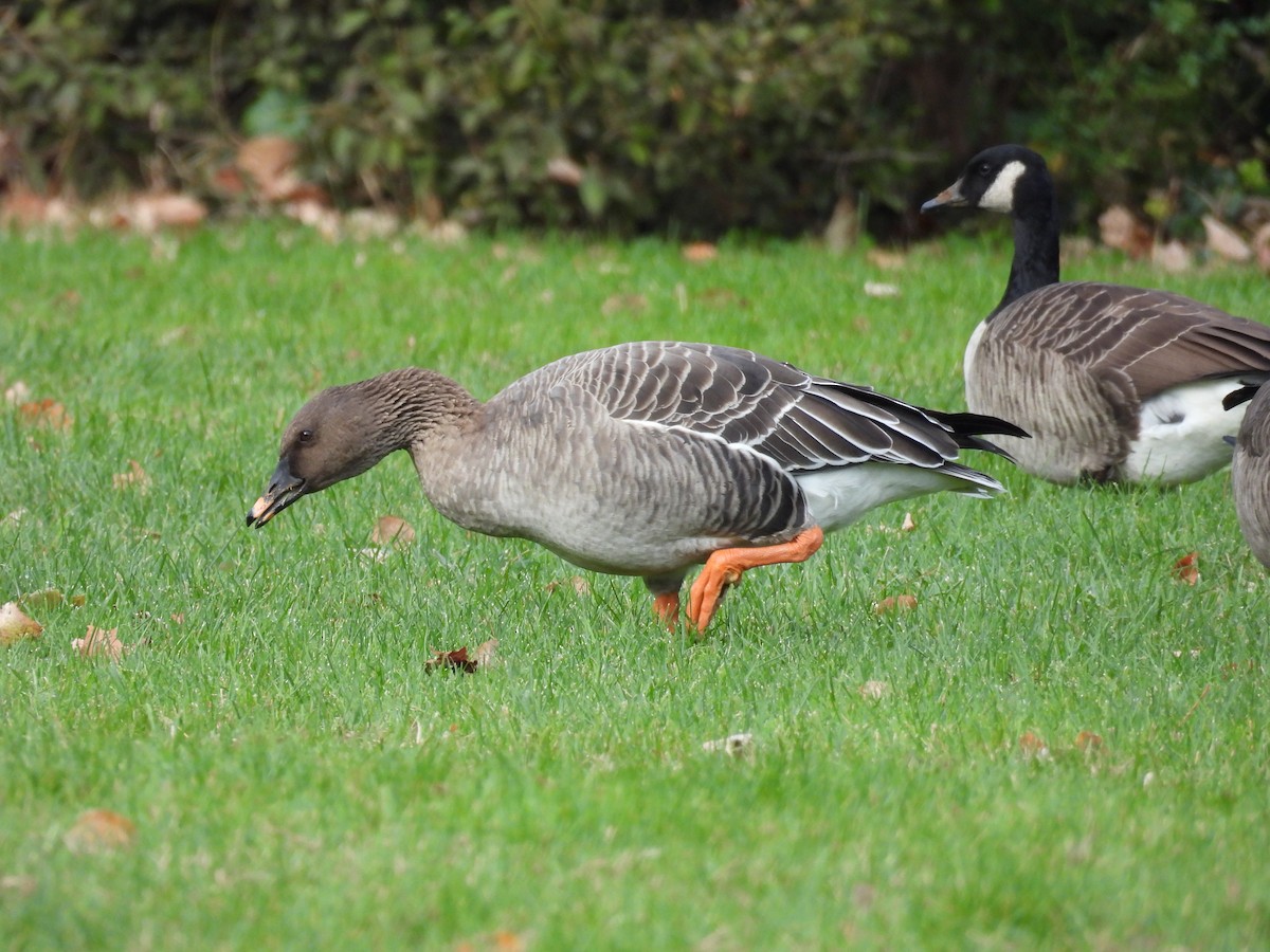 Tundra Bean-Goose - ML644589354