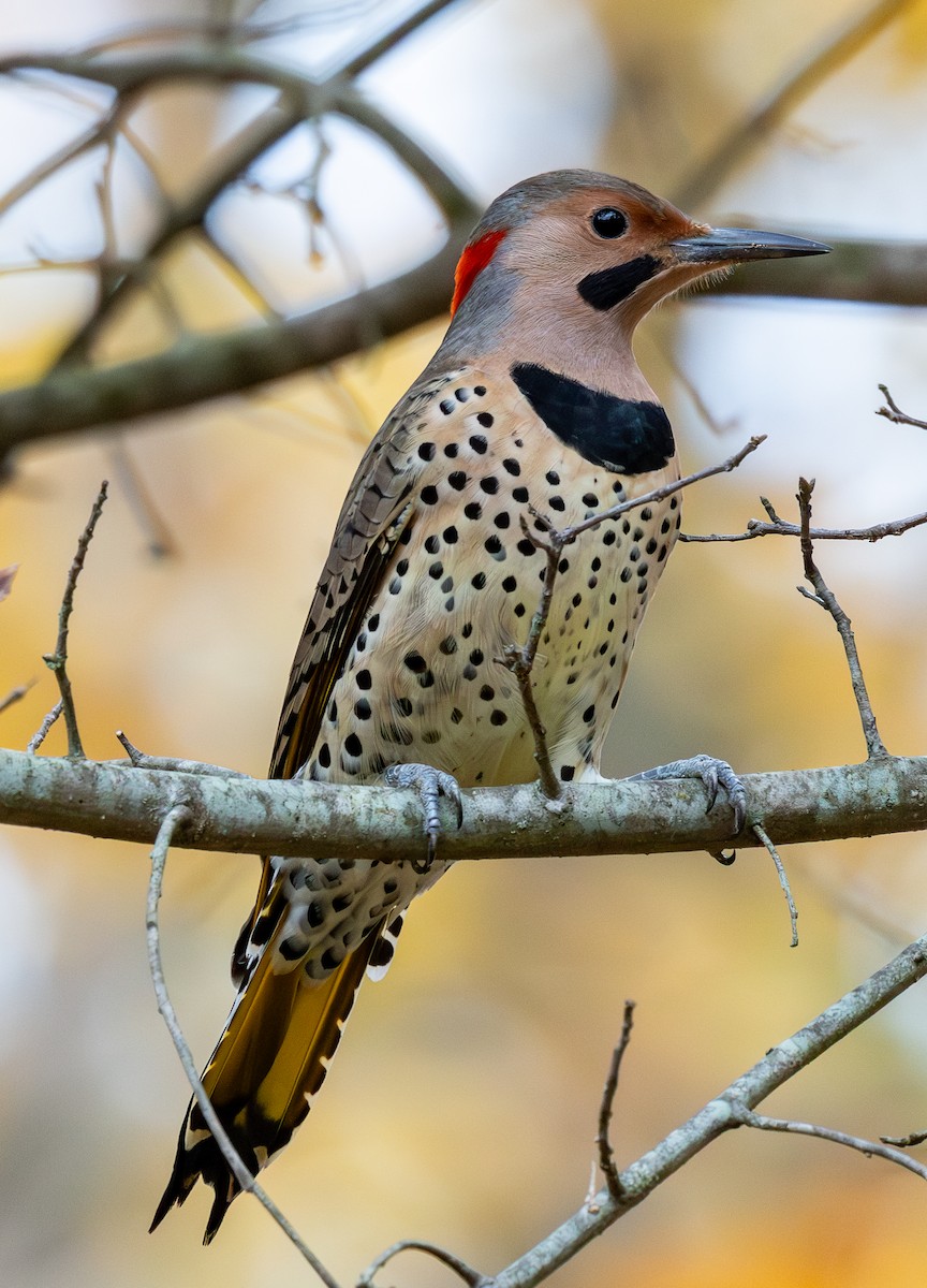 Northern Flicker - ML644589357