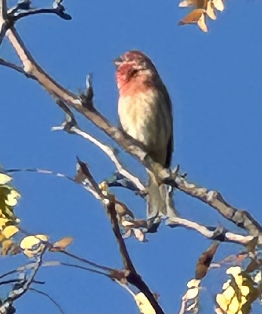 Чечевиця садова - ML644589359