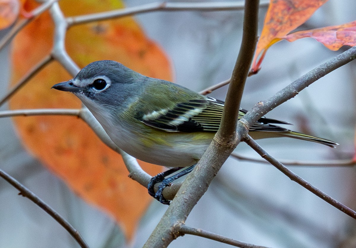 Blue-headed Vireo - ML644589360