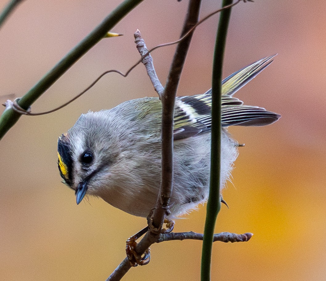 Golden-crowned Kinglet - ML644589366