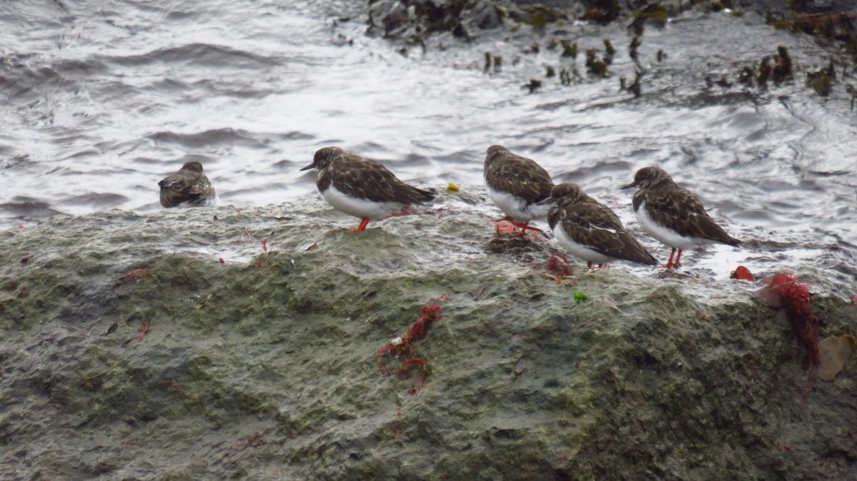 Harri-iraulari arrunta - ML644589367