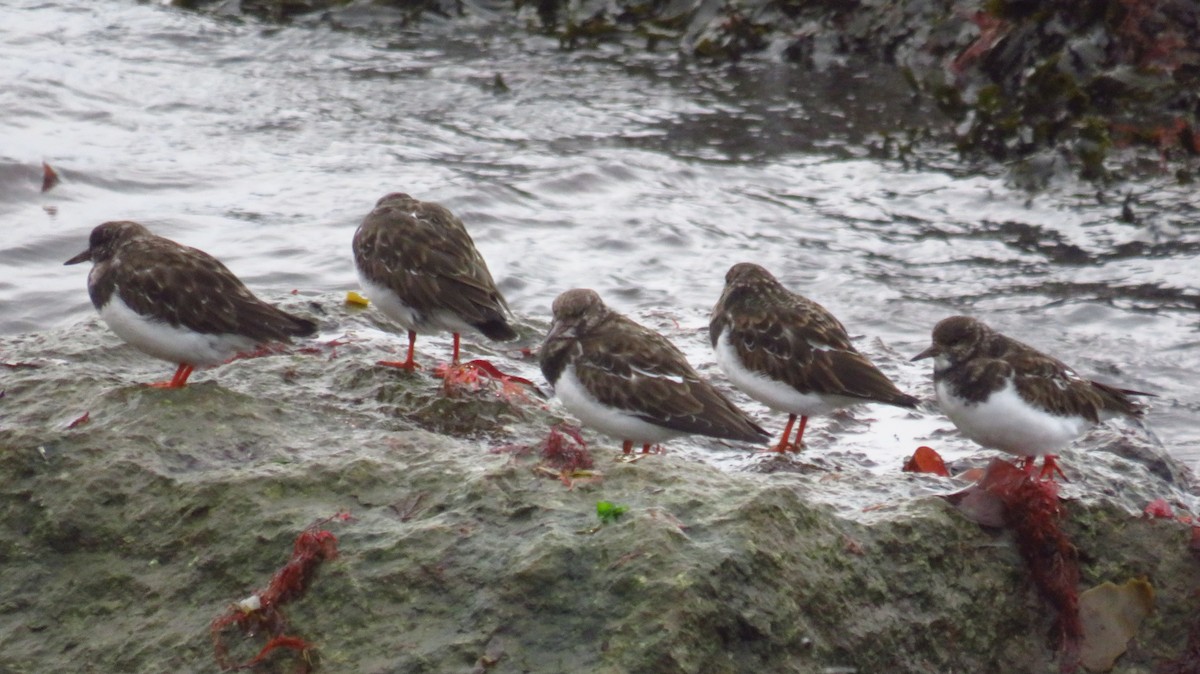 Harri-iraulari arrunta - ML644589368