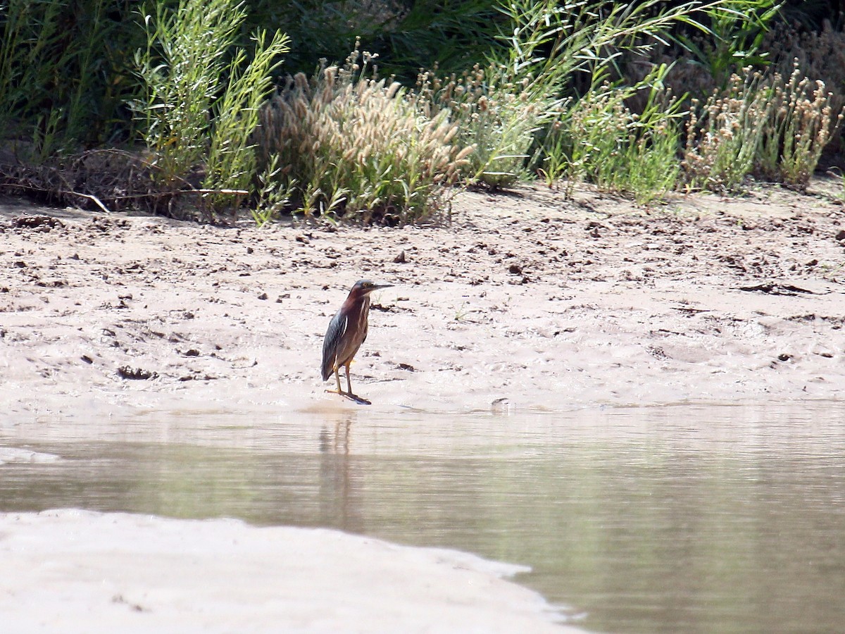 volavka zelenavá - ML644589370