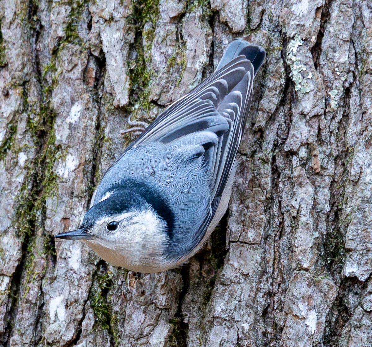 Sittelle à poitrine blanche - ML644589375