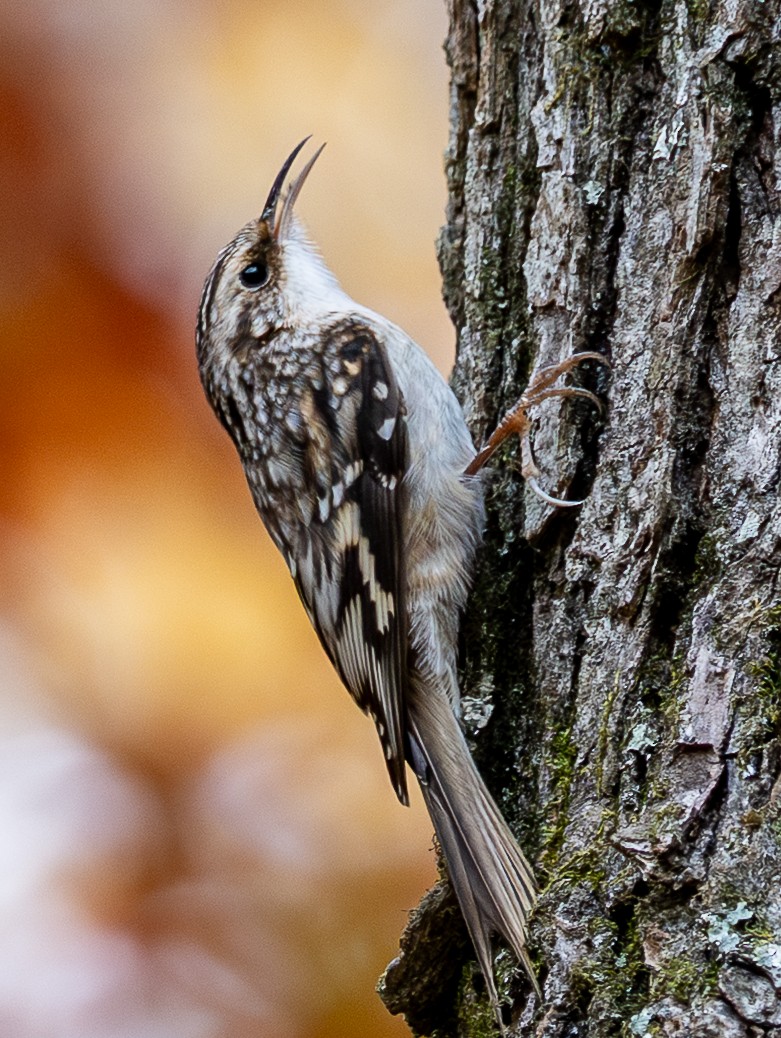 amerikatrekryper - ML644589382