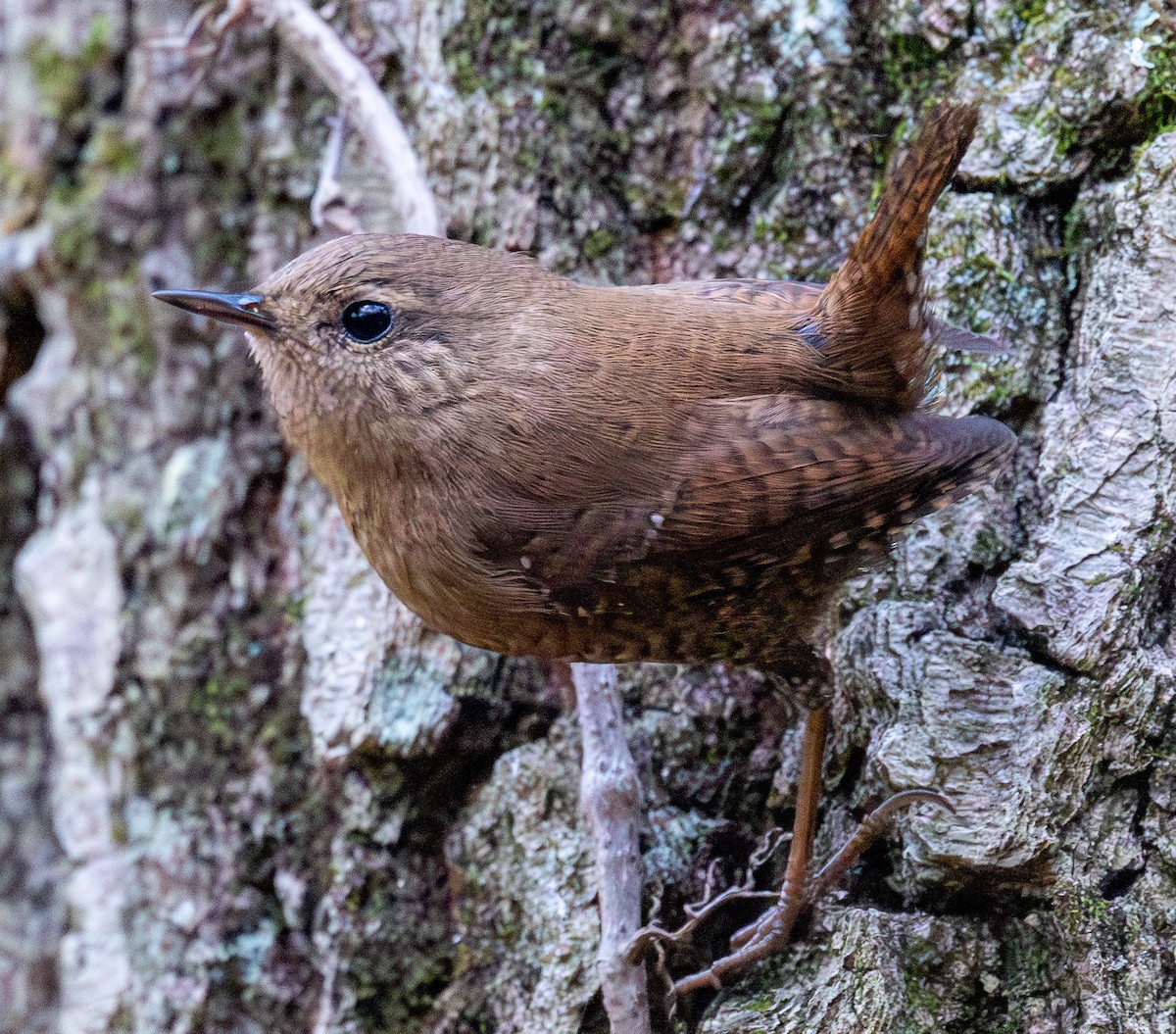Winter Wren - ML644589389