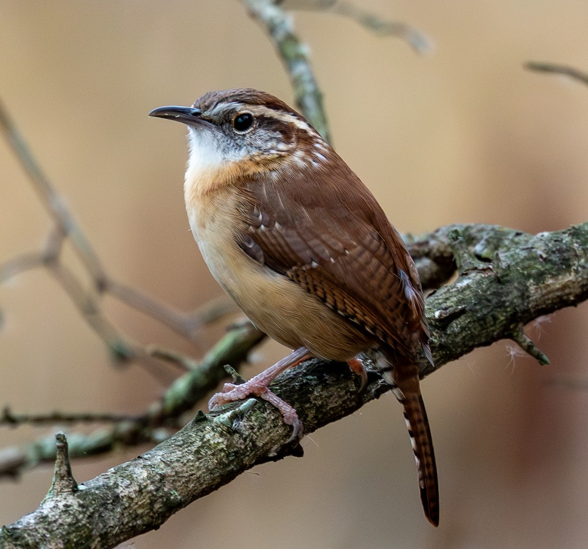 Carolina Wren - ML644589391