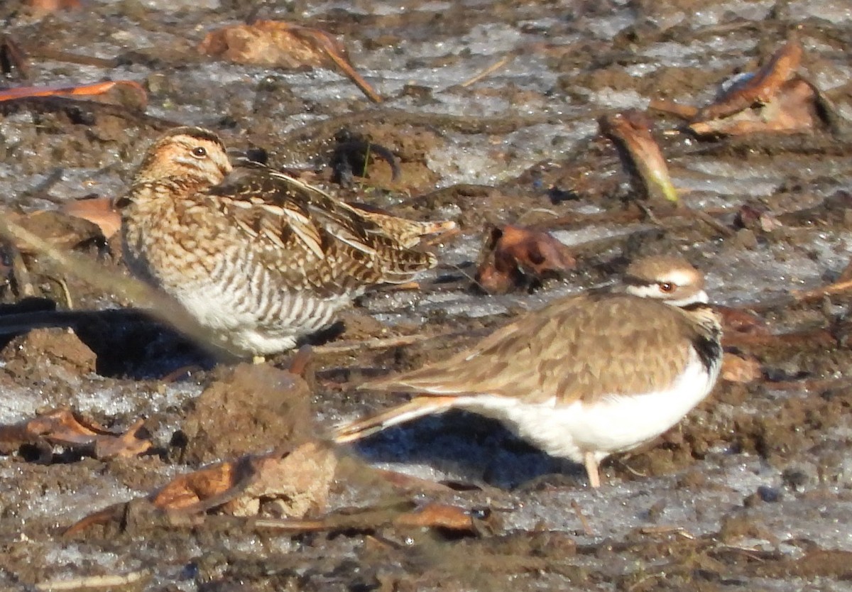 Wilson's Snipe - ML644589392