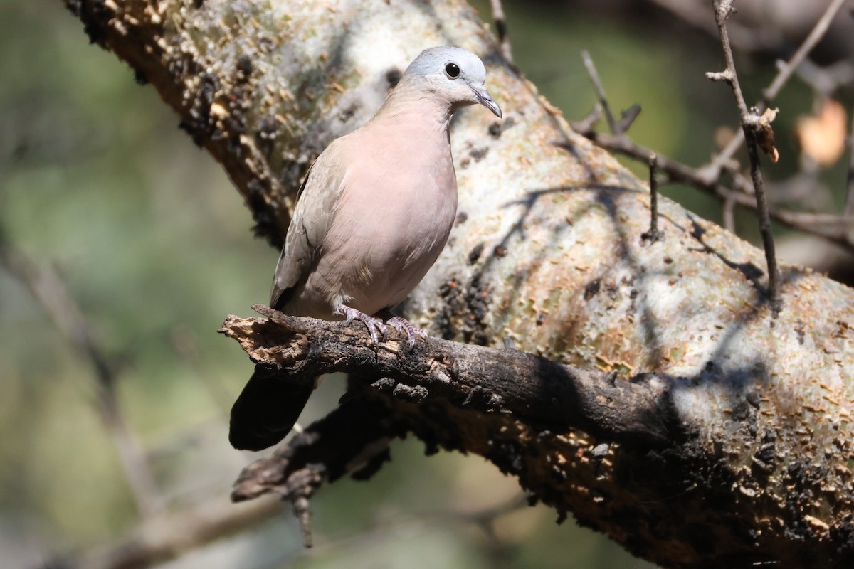 hrdlička zelenoskvrnná - ML644589407