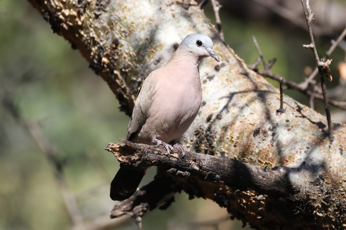 hrdlička zelenoskvrnná - ML644589408