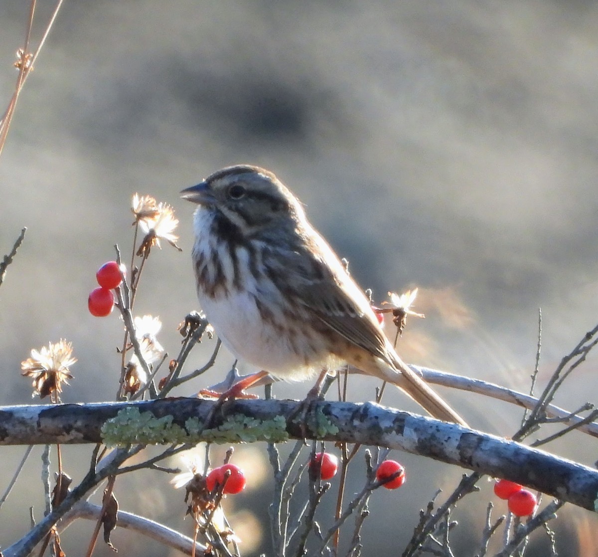 Ötücü Serçe - ML644589415