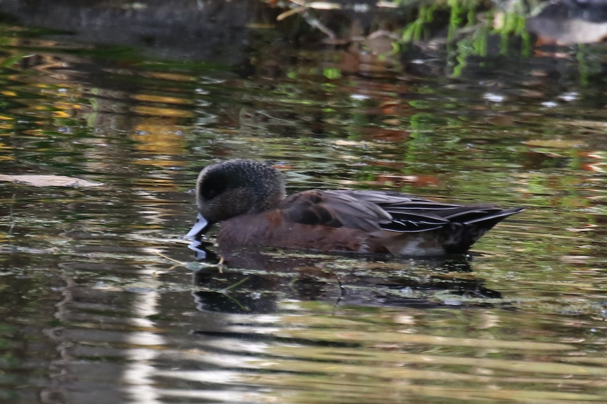 Свищ американський - ML644589419