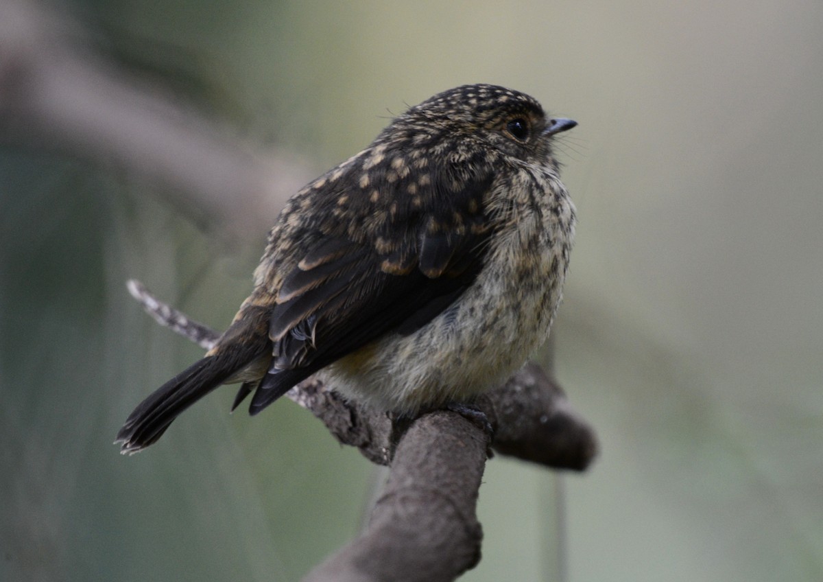 African Dusky Flycatcher - ML644589423