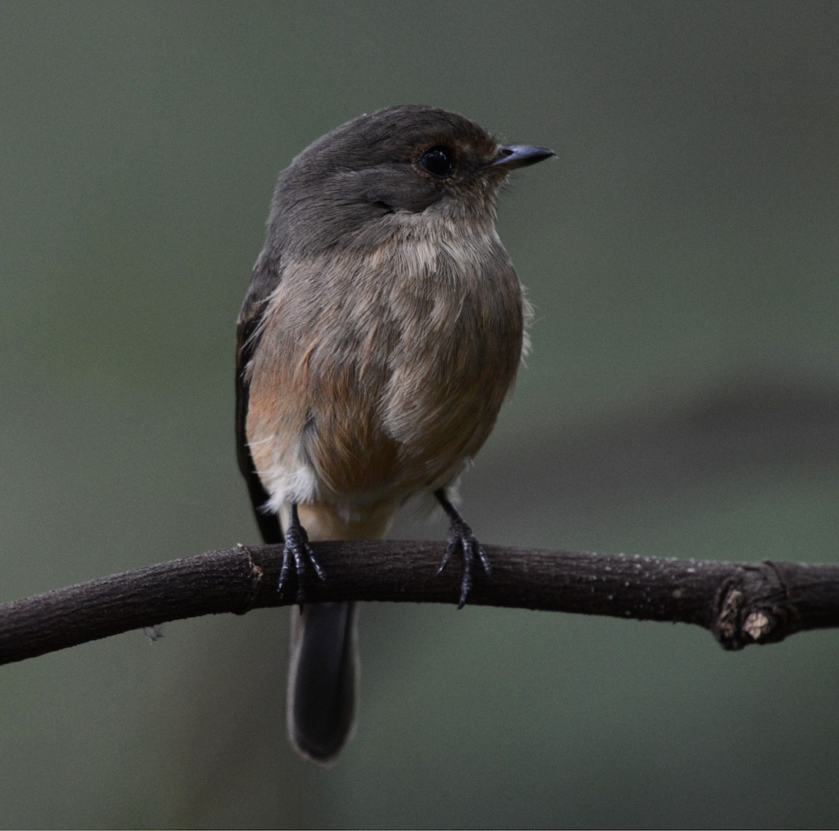 African Dusky Flycatcher - ML644589424