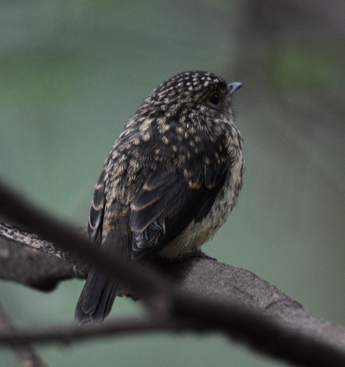 African Dusky Flycatcher - ML644589425