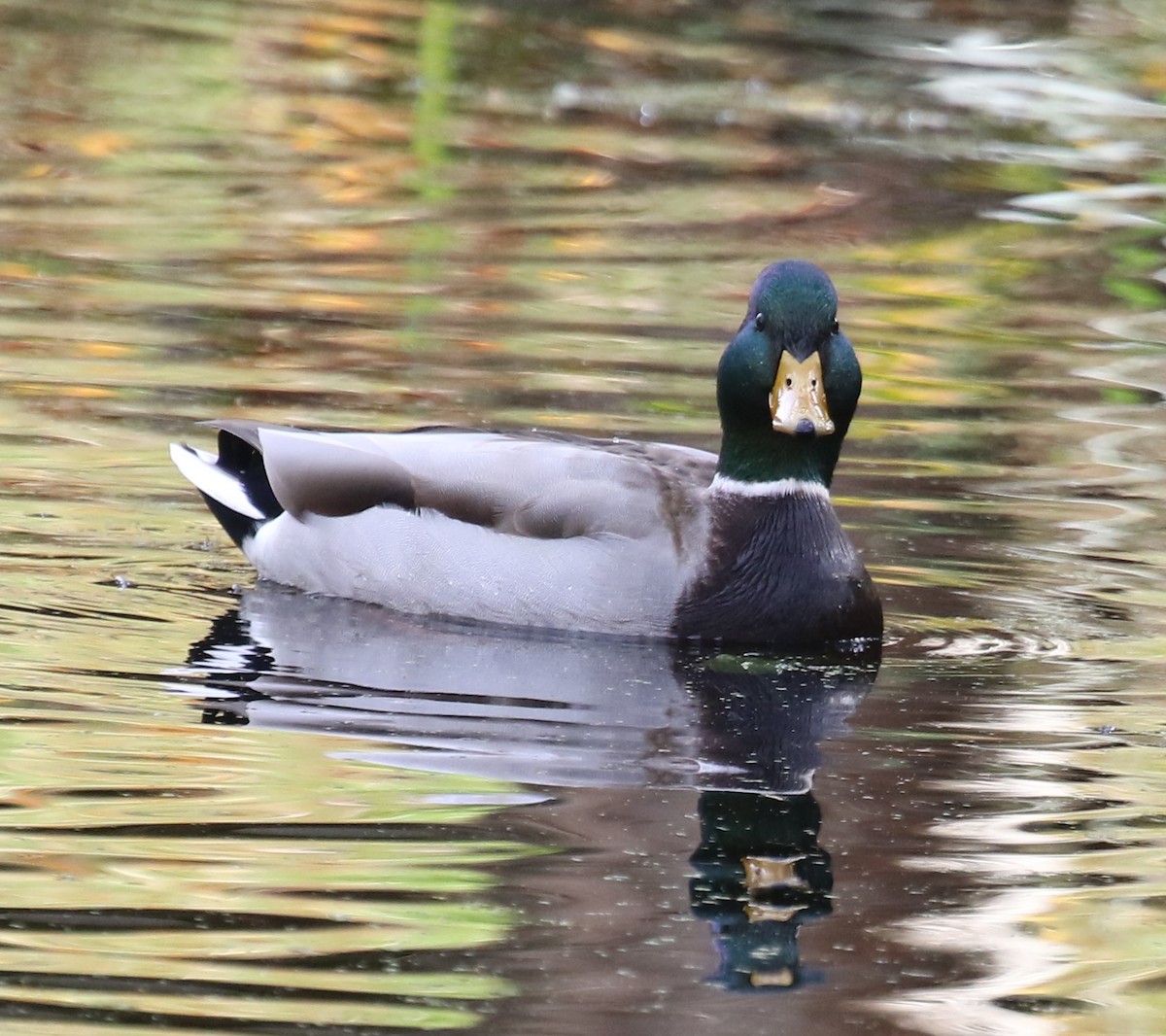 Зэрлэг нугас - ML644589427