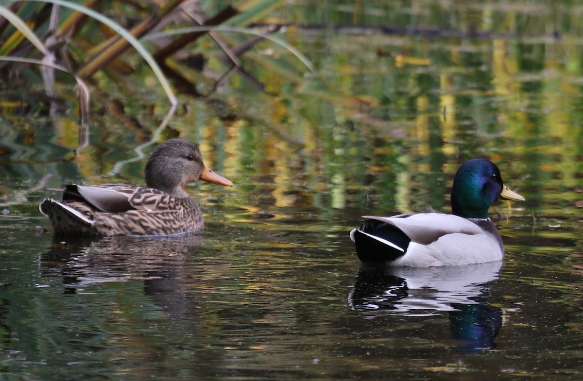 Зэрлэг нугас - ML644589433