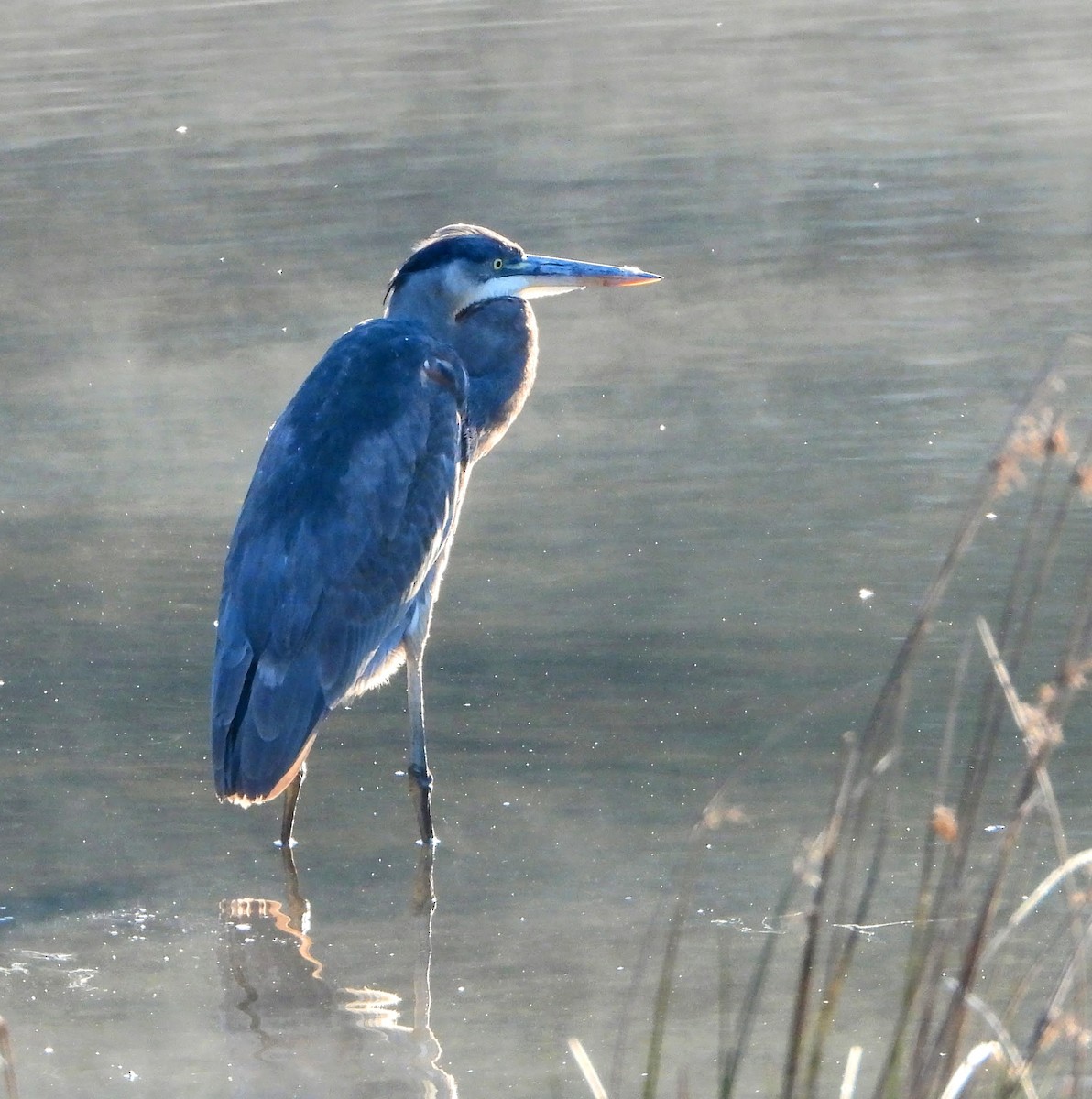 Amerika Gri Balıkçılı - ML644589434