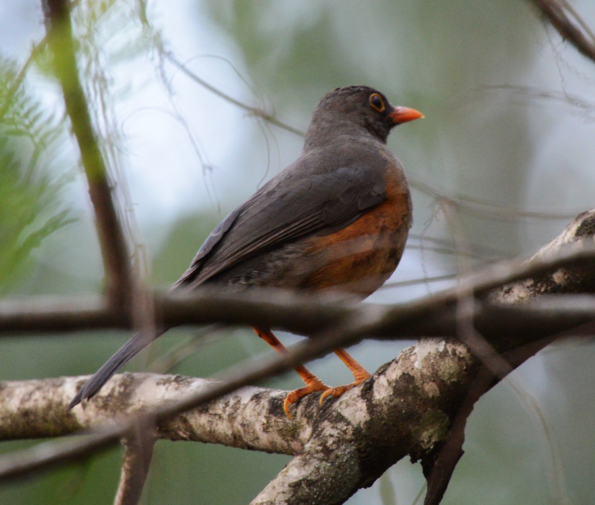 Abyssinian Thrush - ML644589438