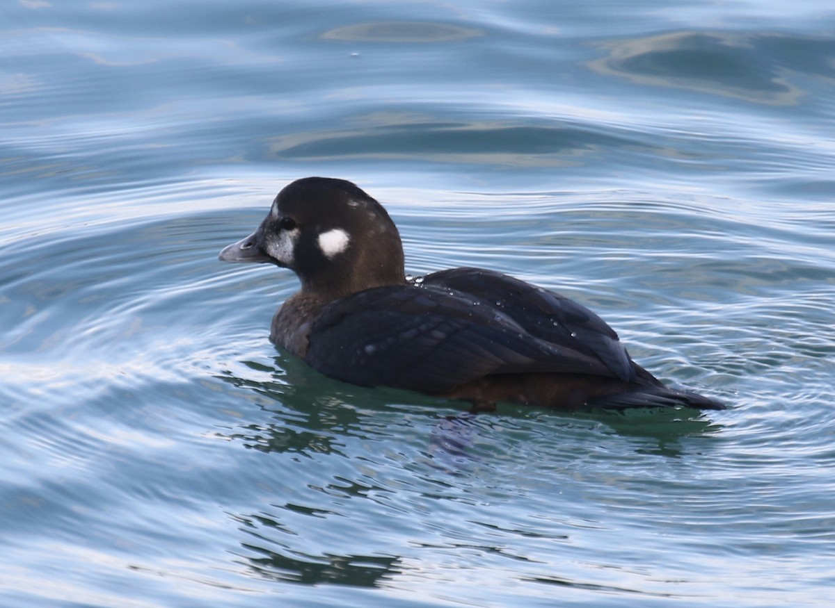 Harlequin Duck - ML644589439
