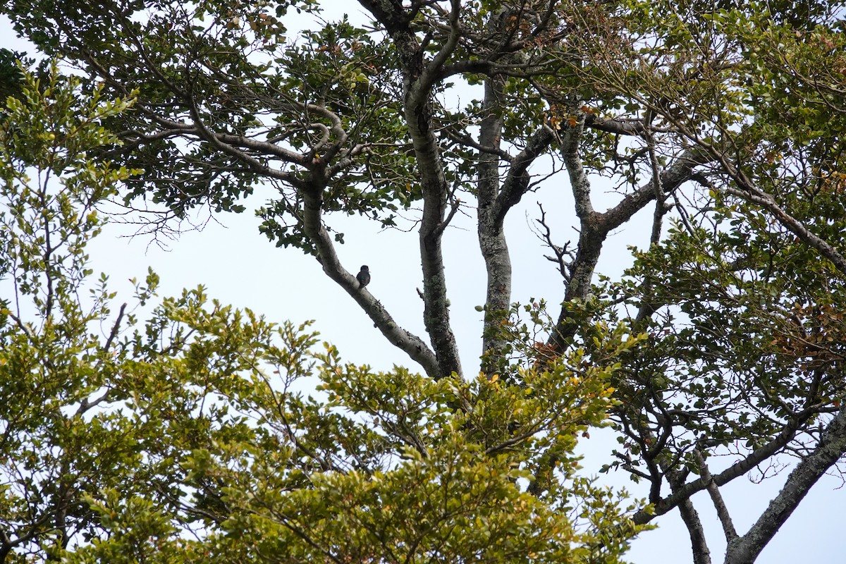 ildkronekolibri - ML644589441