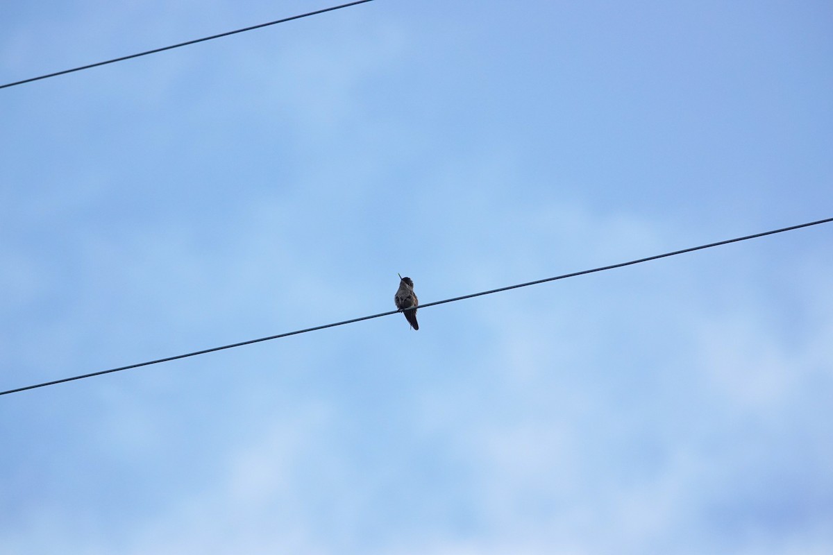 ildkronekolibri - ML644589442