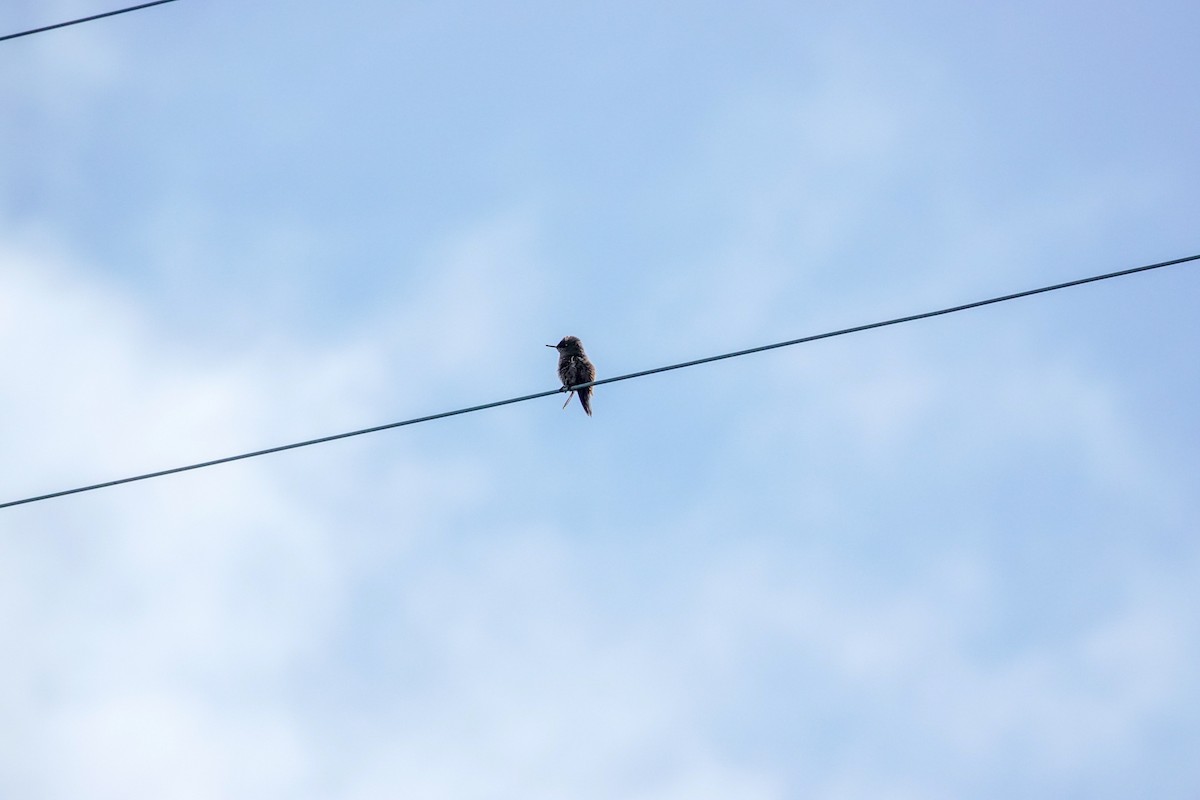 ildkronekolibri - ML644589443