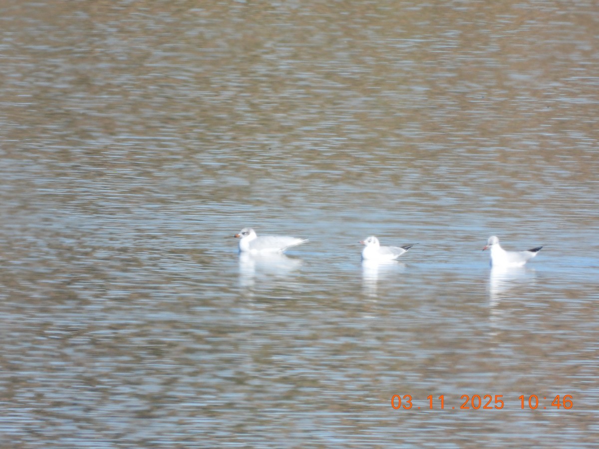 Mediterranean Gull - ML644589445