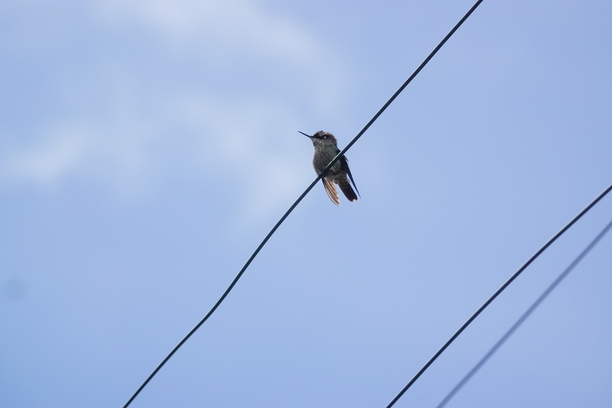 ildkronekolibri - ML644589446