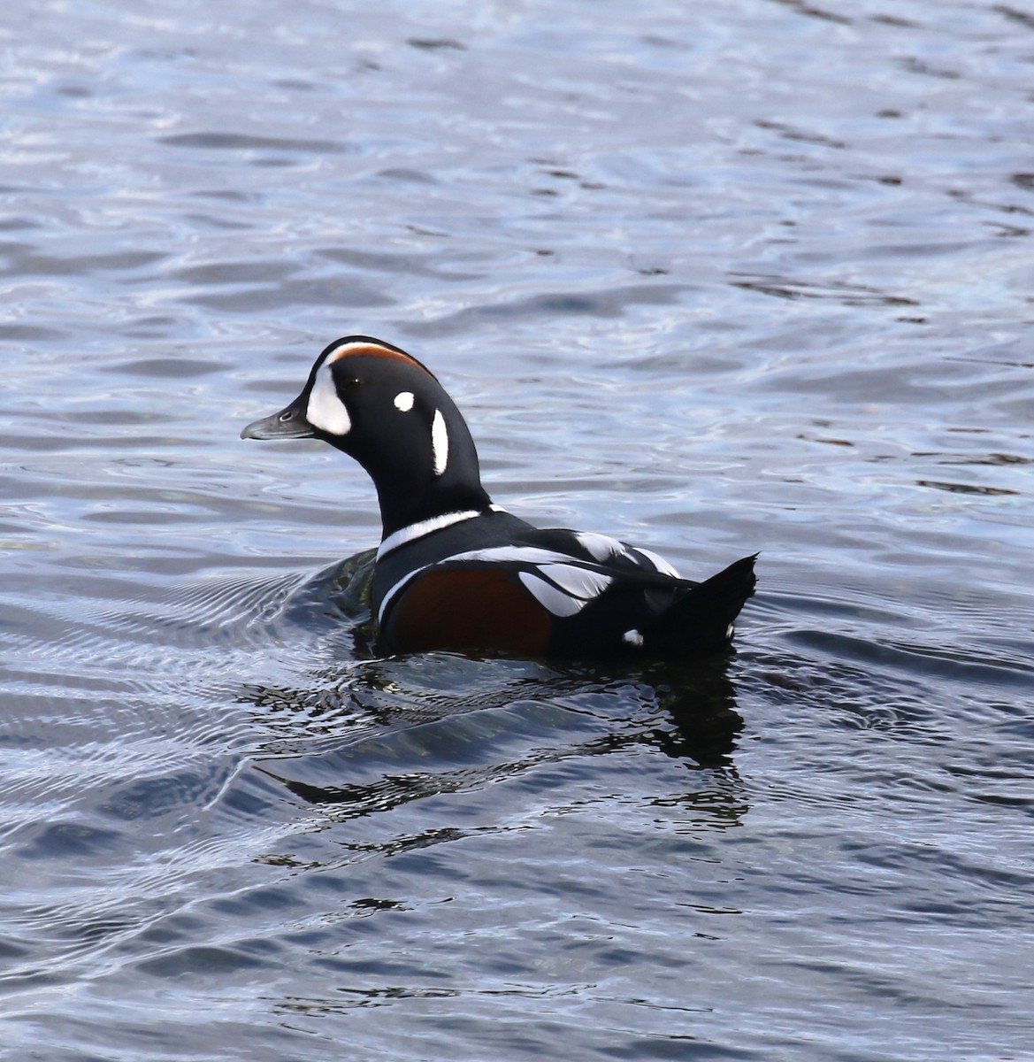 Harlequin Duck - ML644589450
