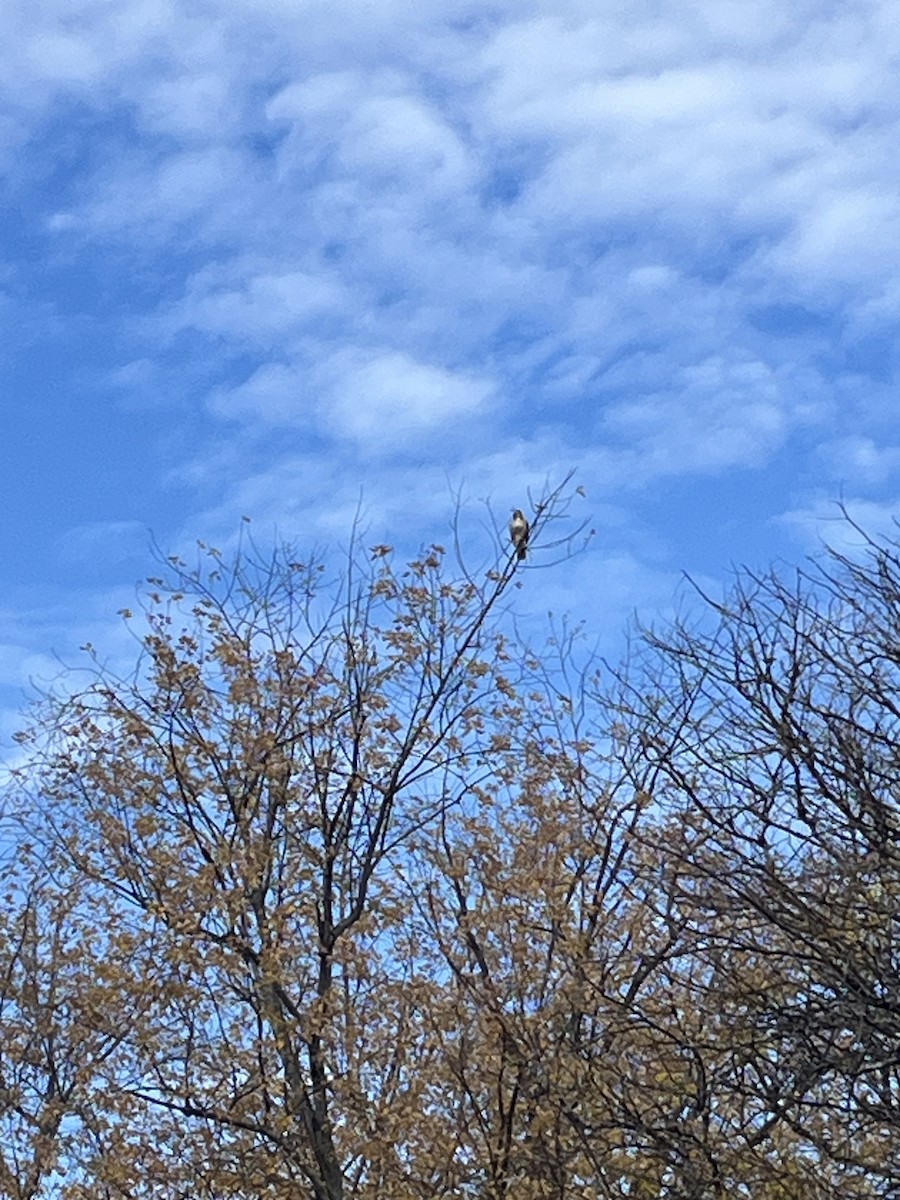 Канюк неоарктичний - ML644589454