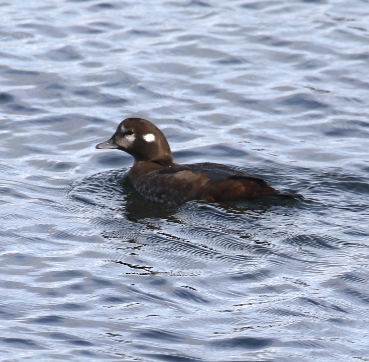 Harlequin Duck - ML644589455