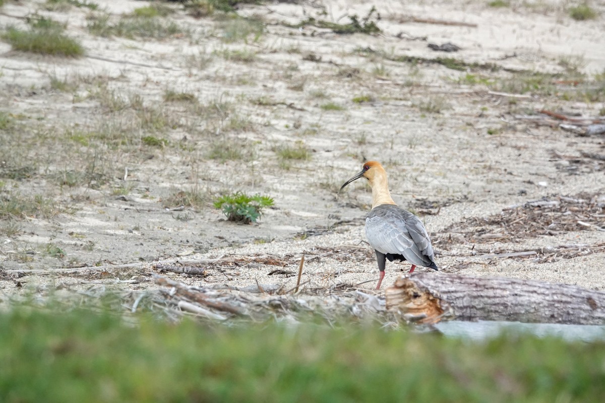 Bandurria Austral - ML644589463