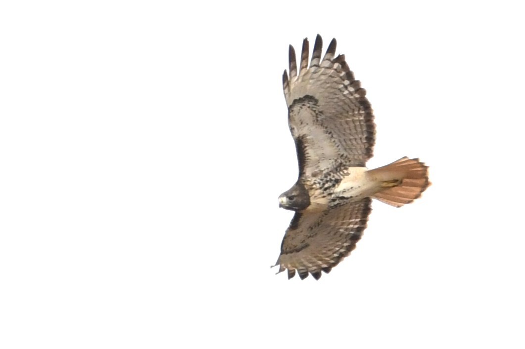 Канюк неоарктичний - ML644589464