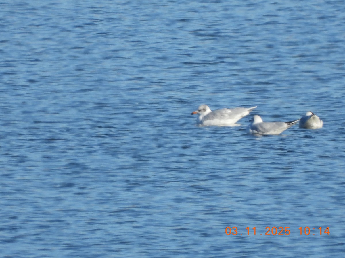 Mediterranean Gull - ML644589468