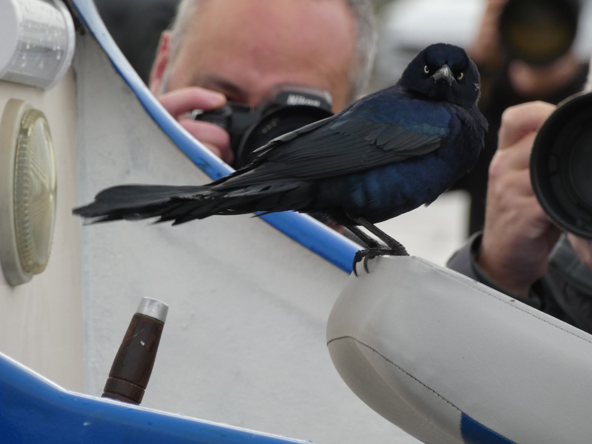Boat-tailed Grackle - ML644589470