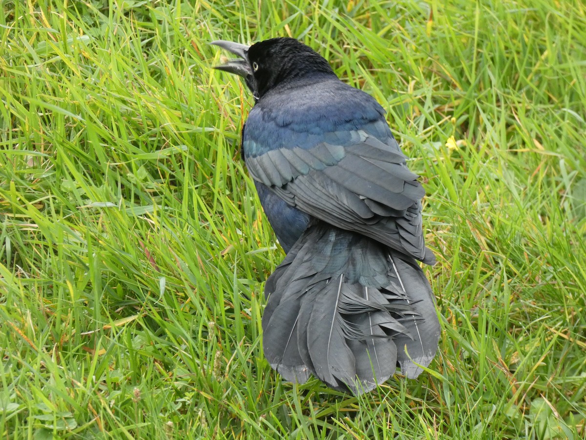 Boat-tailed Grackle - ML644589471