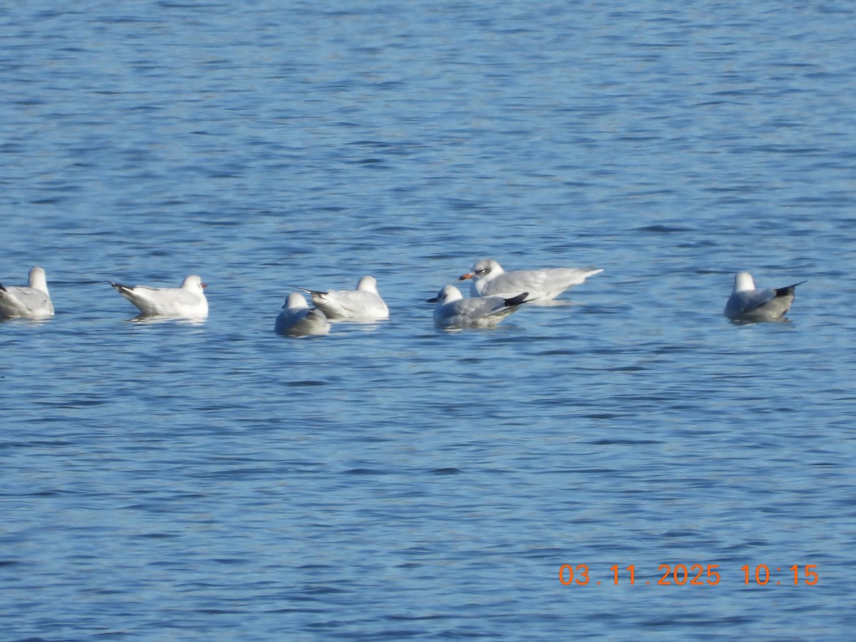 Mediterranean Gull - ML644589475
