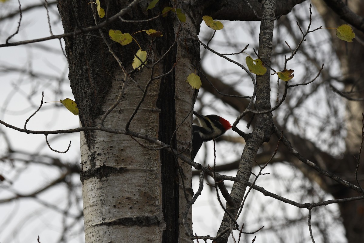 Pileated Woodpecker - ML644589481