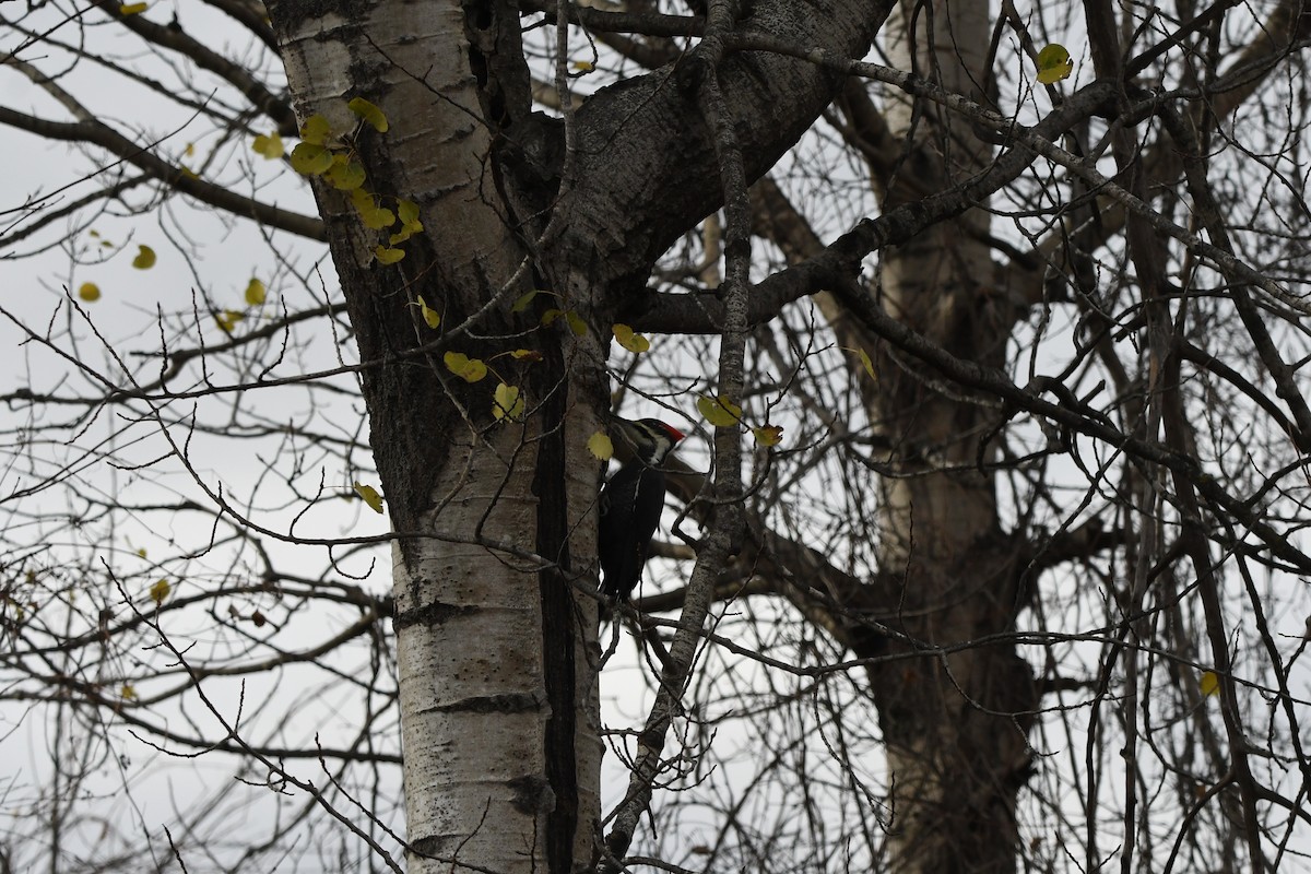 Pileated Woodpecker - ML644589482