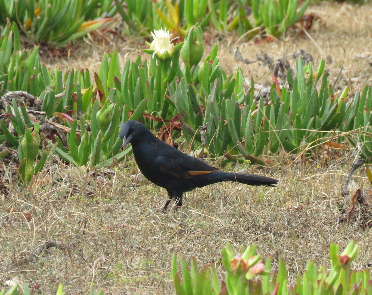 Red-winged Starling - ML644589483