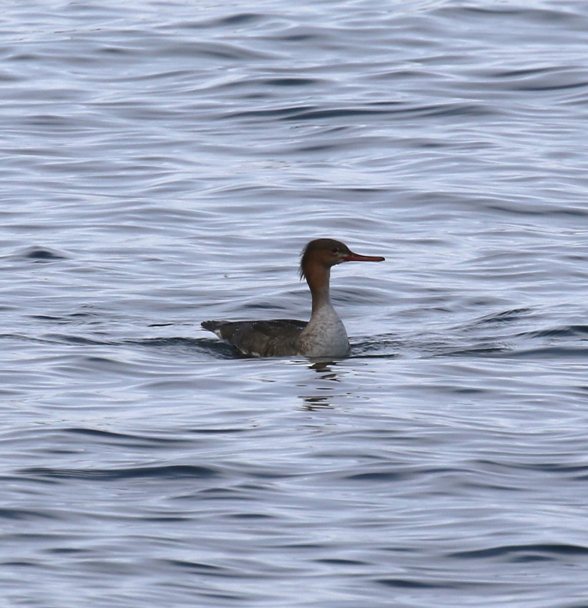 Red-breasted Merganser - ML644589498