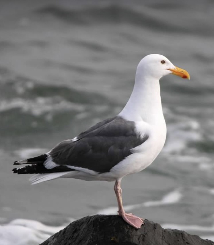 Мартин західний - ML644589503