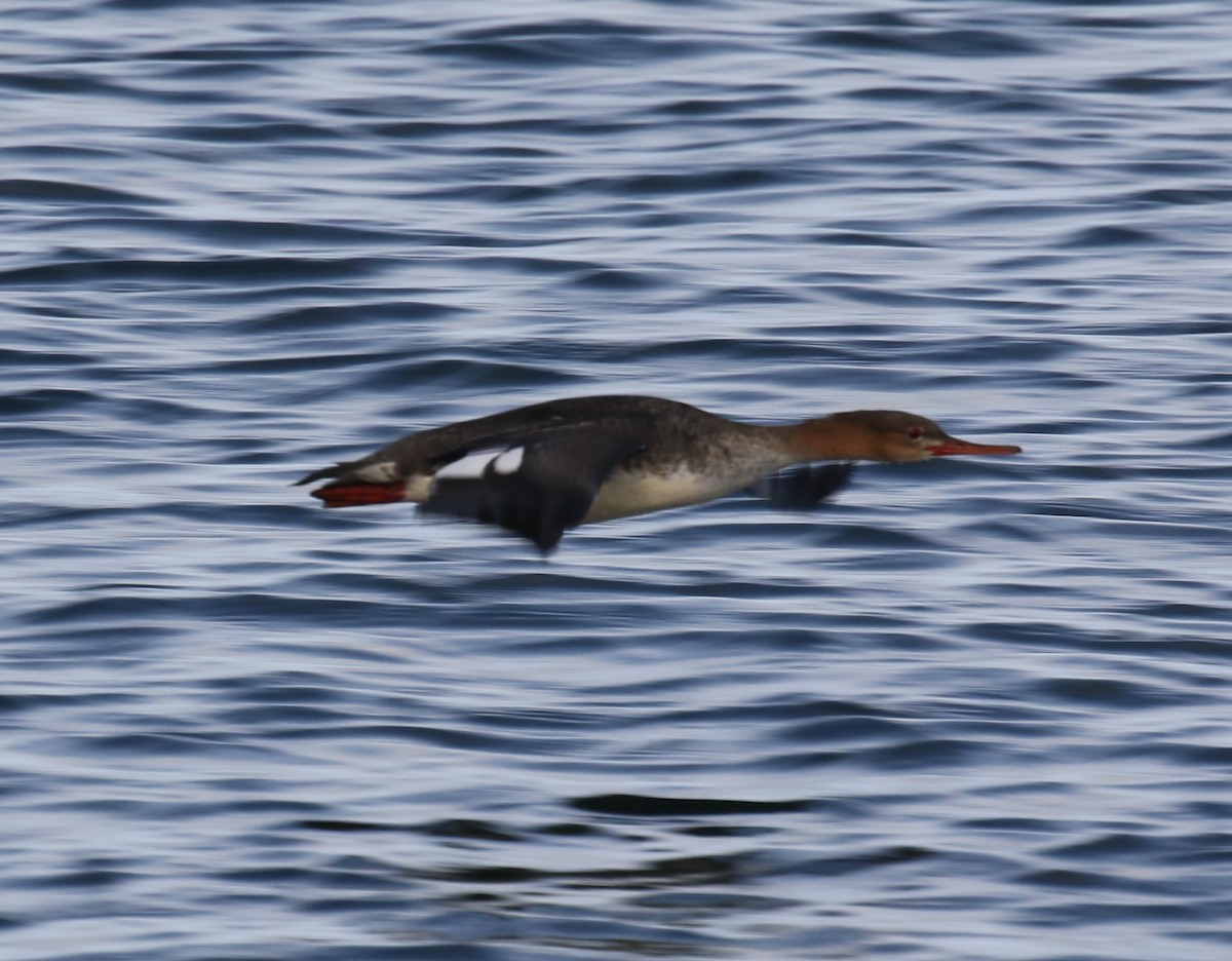 Red-breasted Merganser - ML644589504