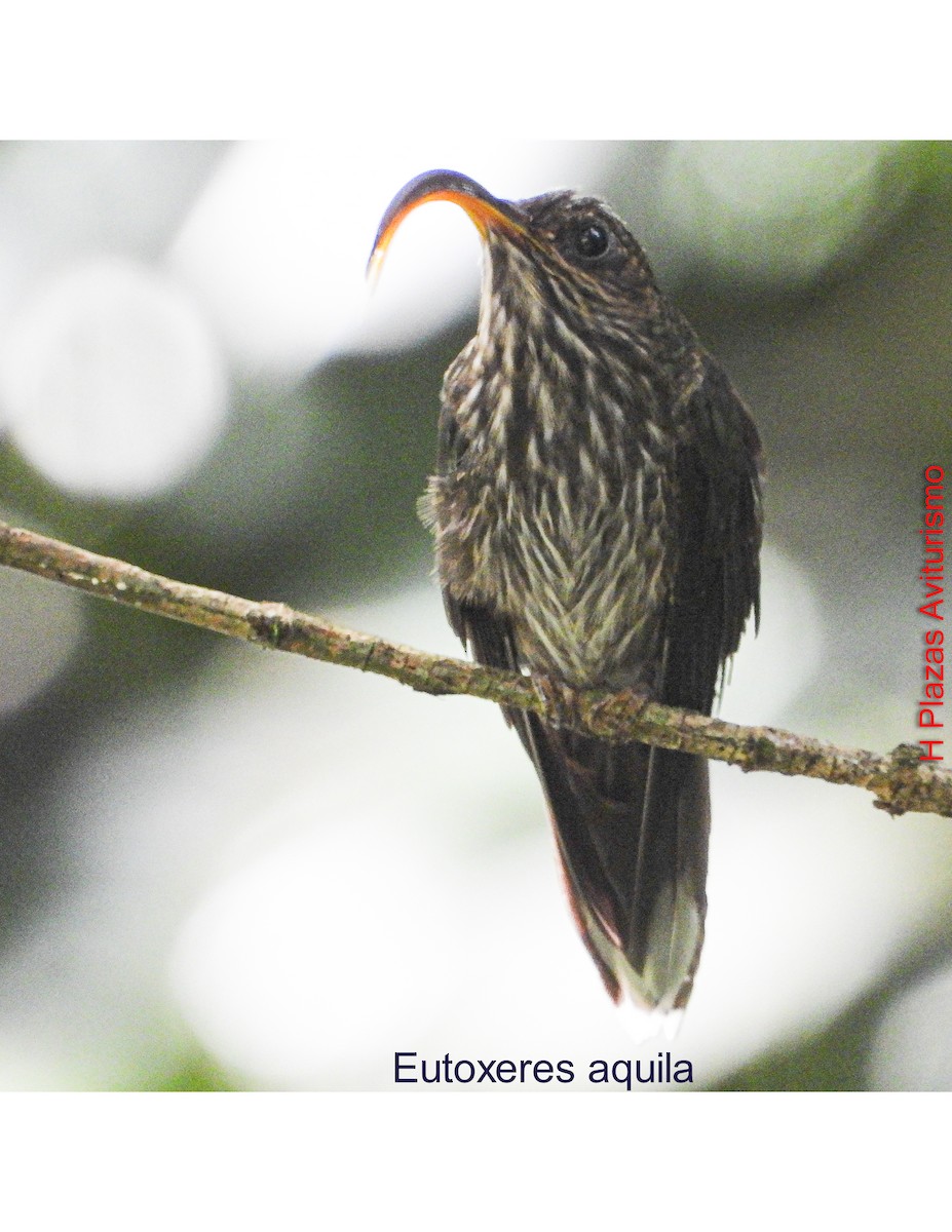 kolibřík orlozobec - ML644589505